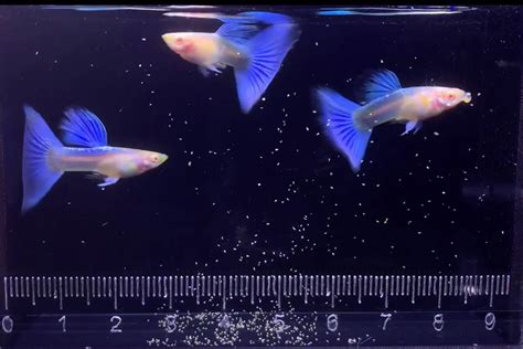 孔雀魚搖頭晃腦|飼養的孔雀魚搖頭晃腦時，就要注意了，可能是感染的。